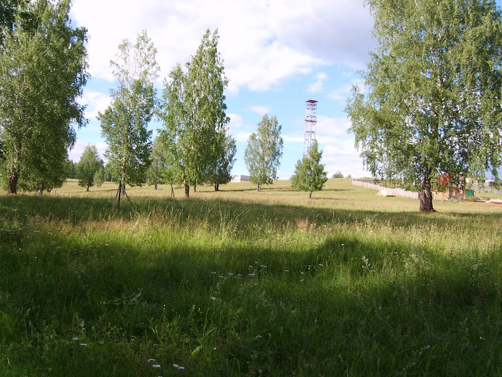 Березовая роща