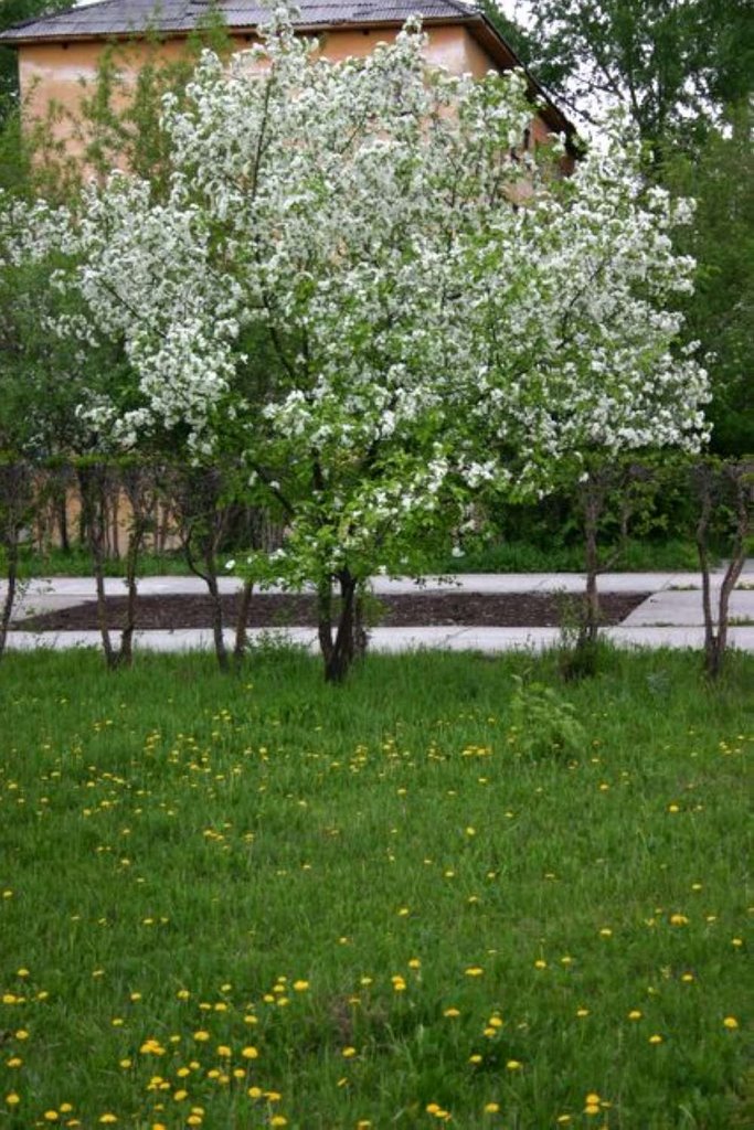 Аллея Победы