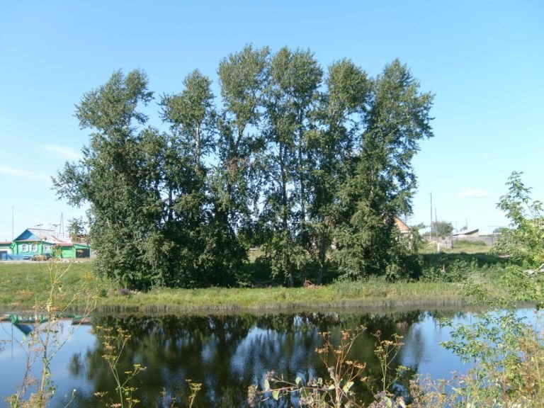 кунара