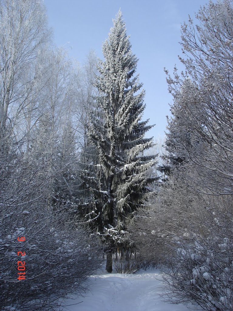 Ель