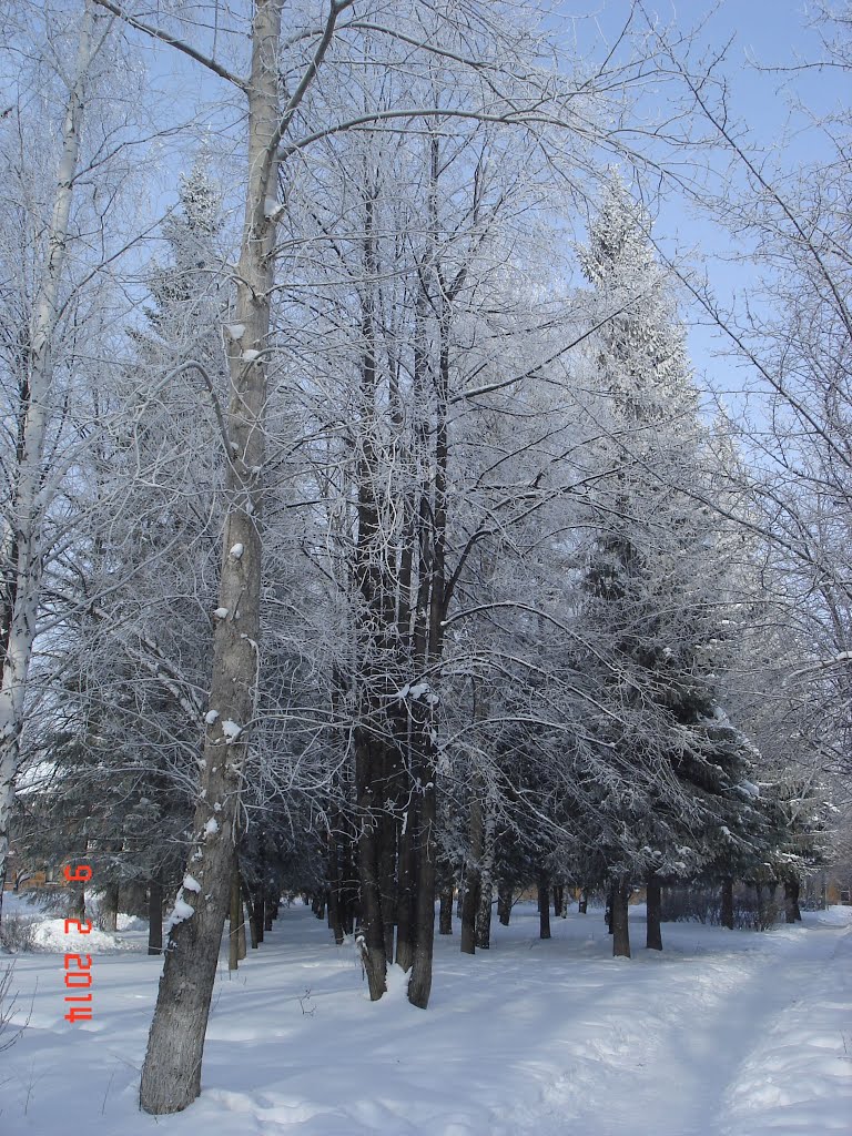 Липы
