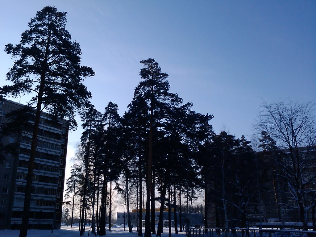 Городской лес