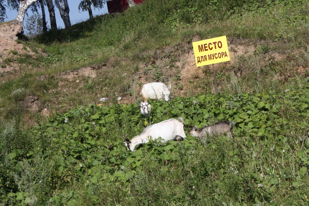 МО Восхождение. Экологический отряд.
