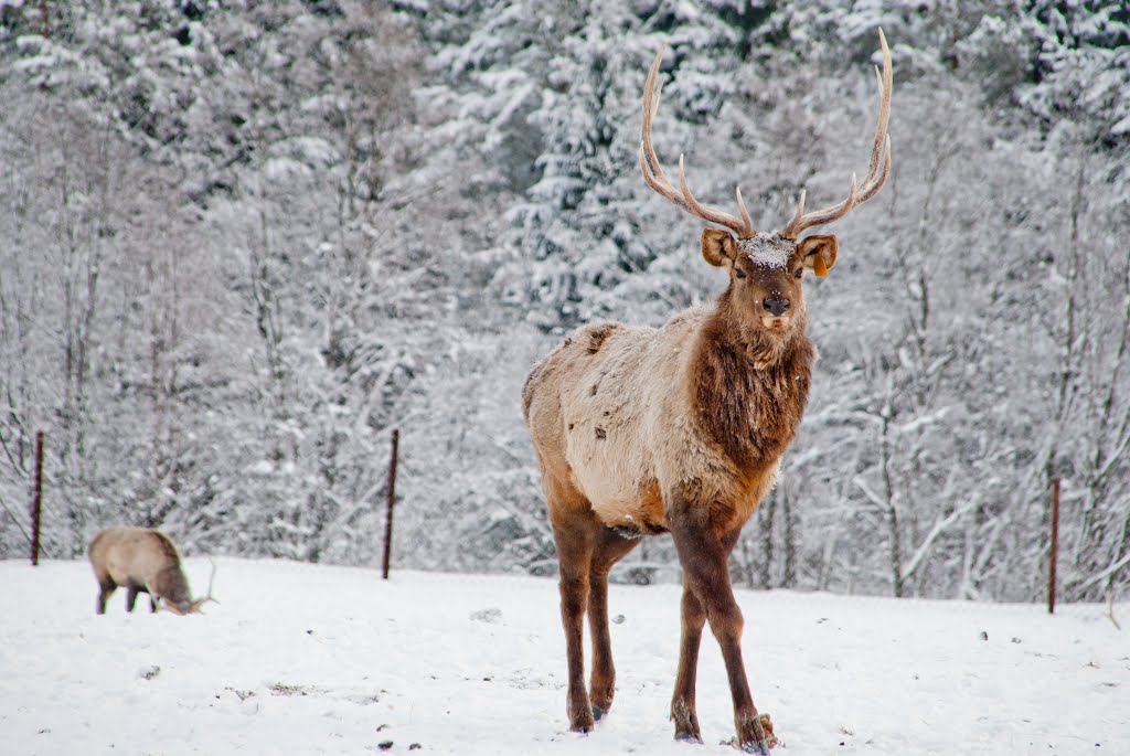 Visim, deer, -25°C