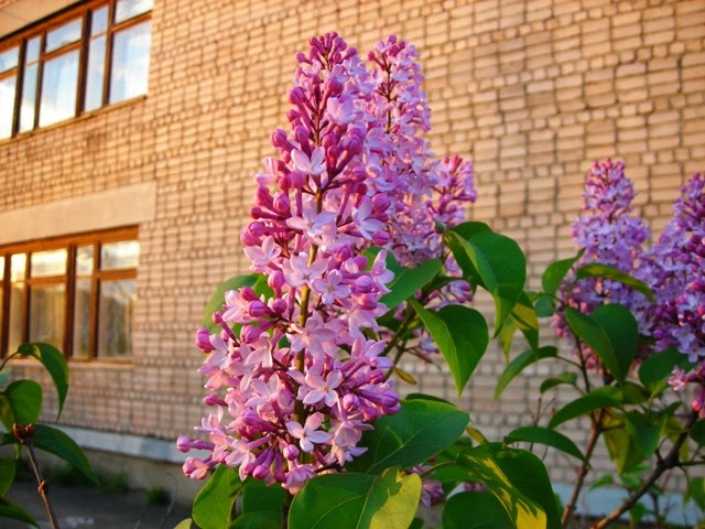серень