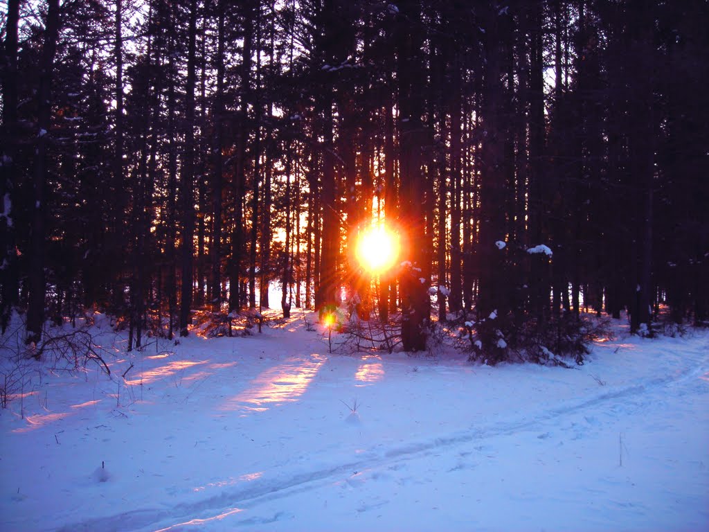winter forest