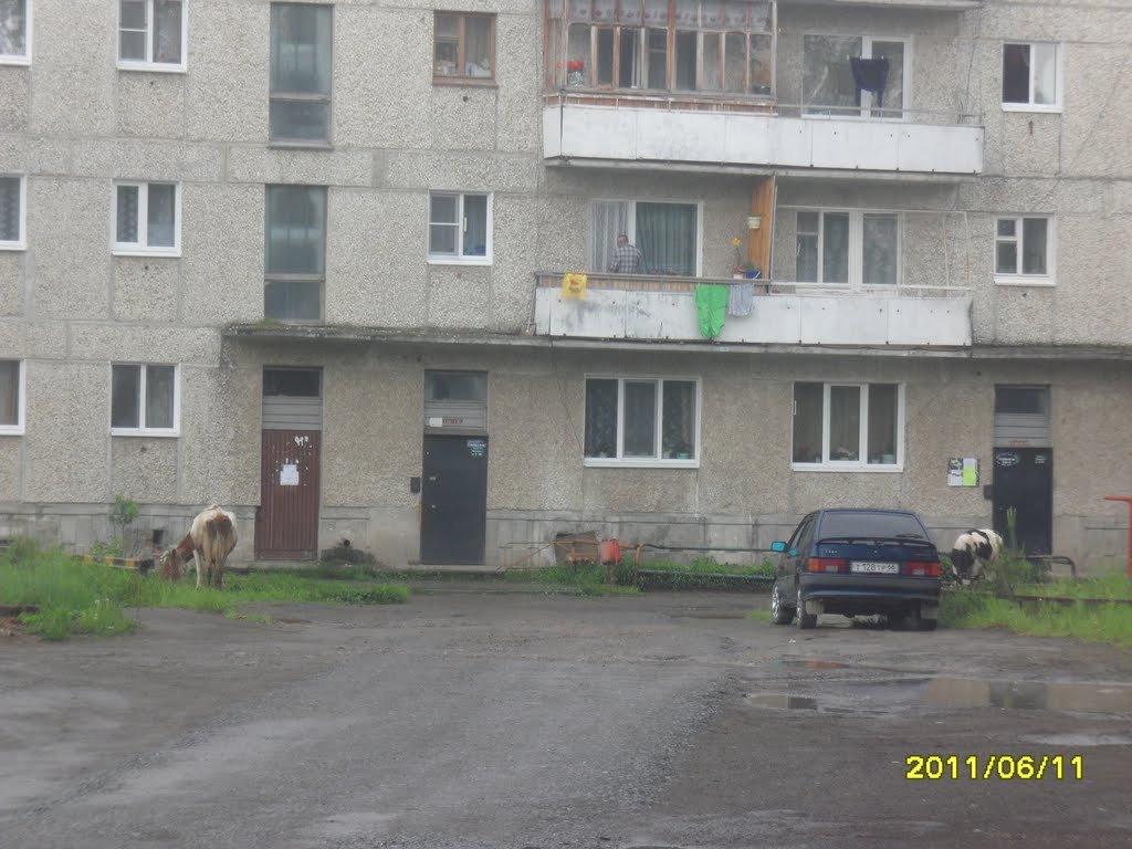 коровы в городе