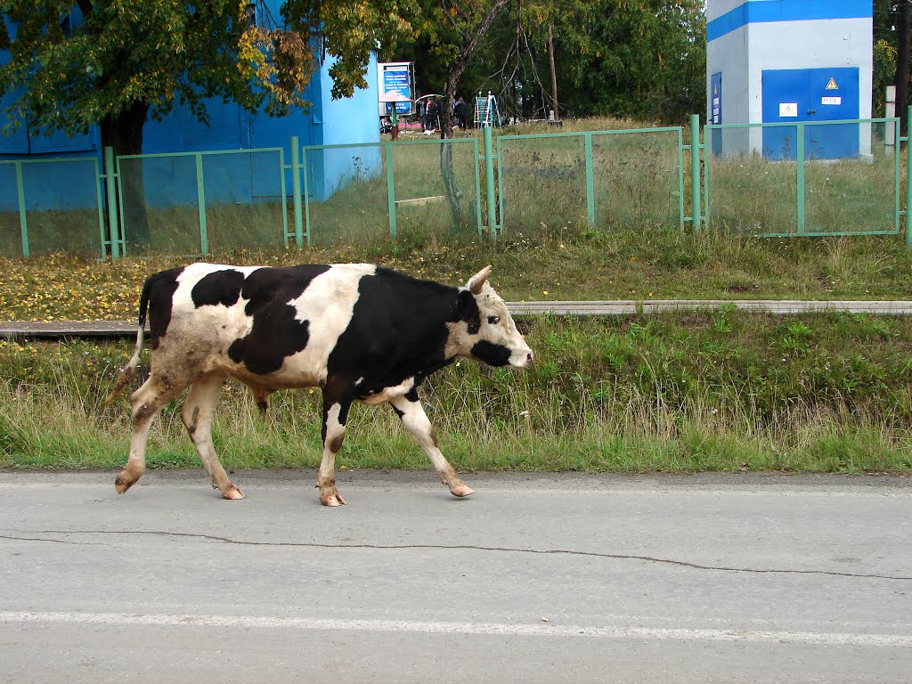 Гари. 2013 г