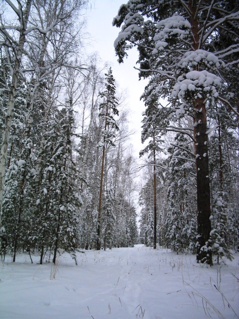 Зимний лесWinter wood
