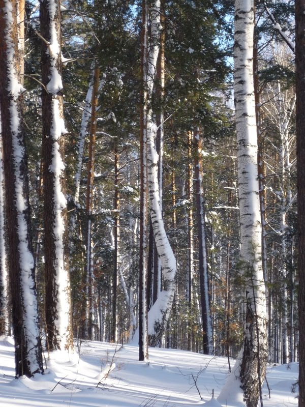 Кривая береза