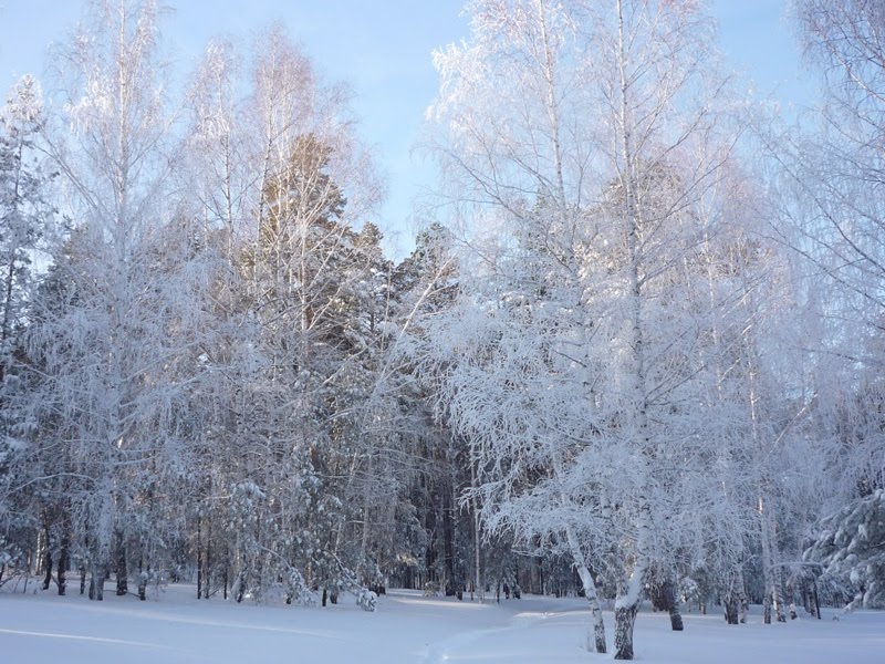 Березы