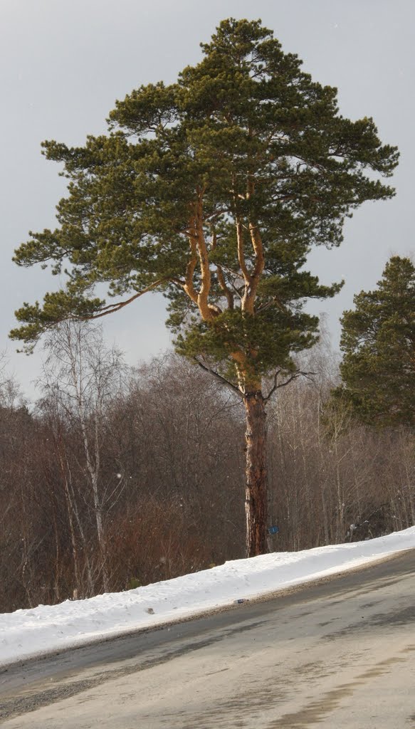 Сосна