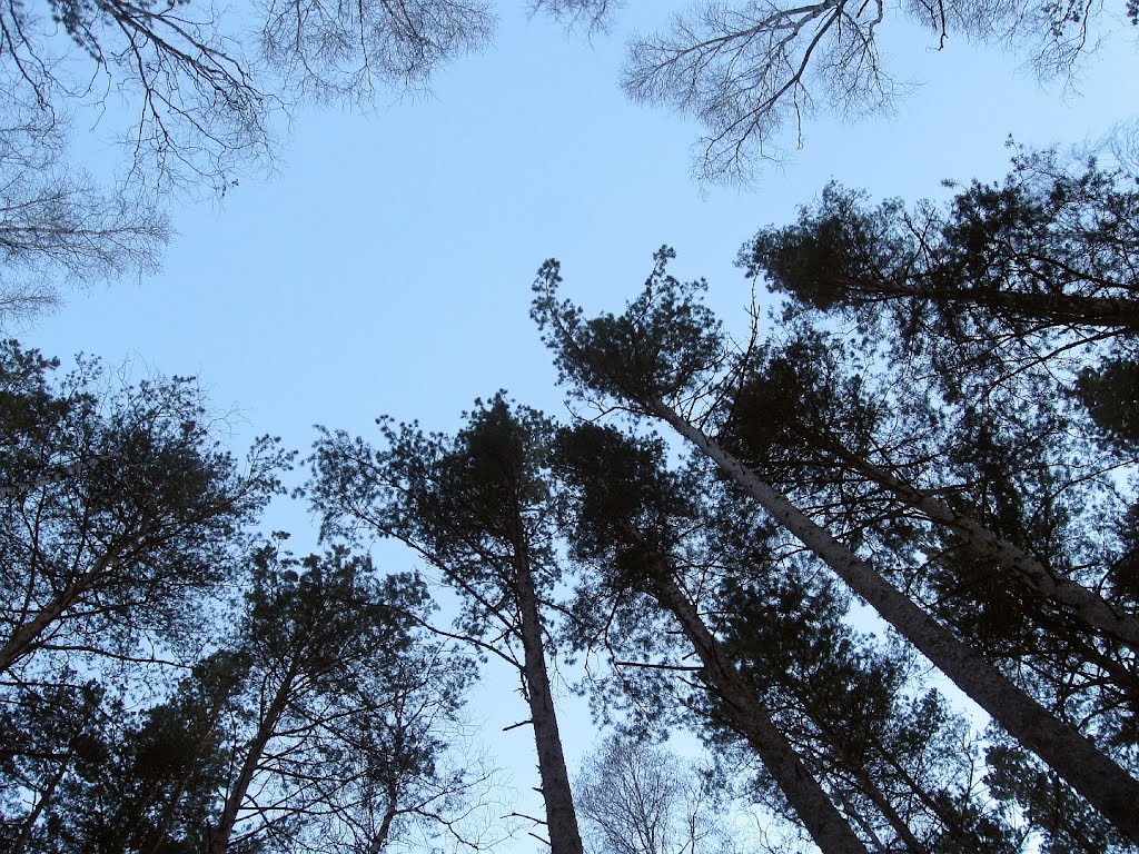 Роща в Асбесте