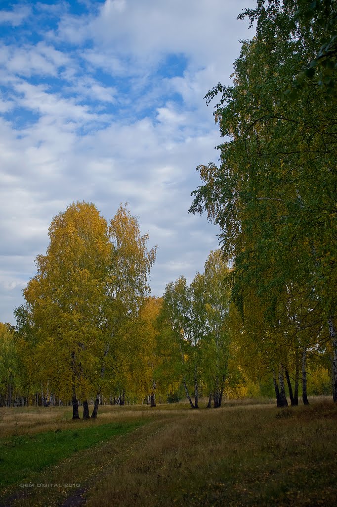 Березовый лес на правом берегу Каменки I