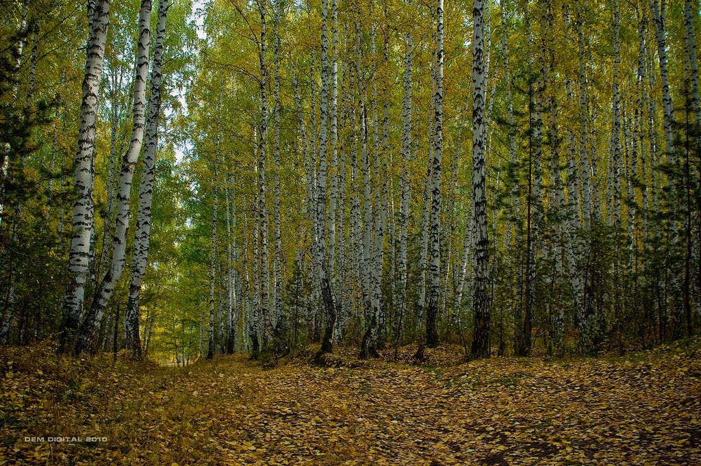 Березовый лес на правом берегу Каменки II