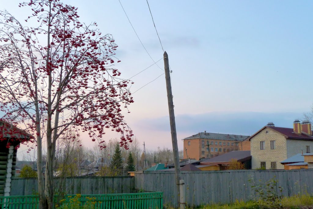Карпинск. Рябина.