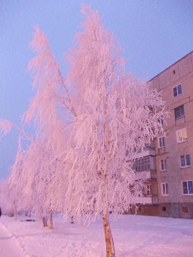 Дерево, покрытое инием