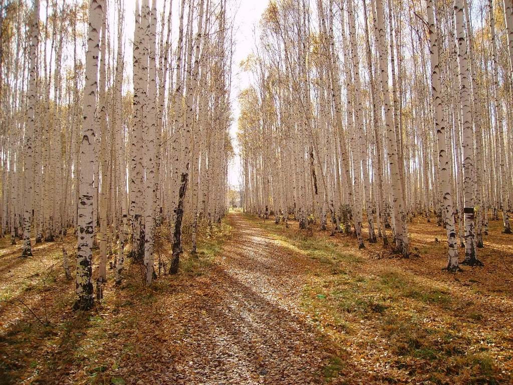 Осень в берёзовой роще