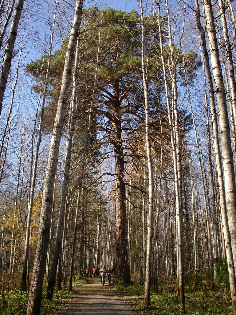 Оленьи ручьи