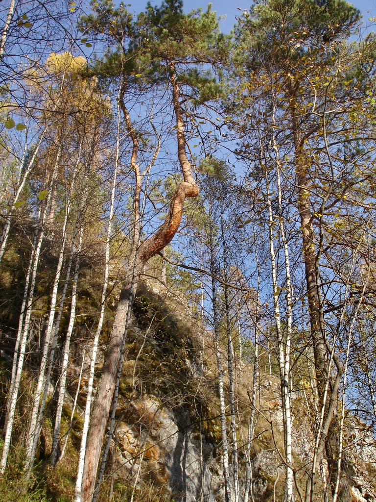 Оленьи ручьи