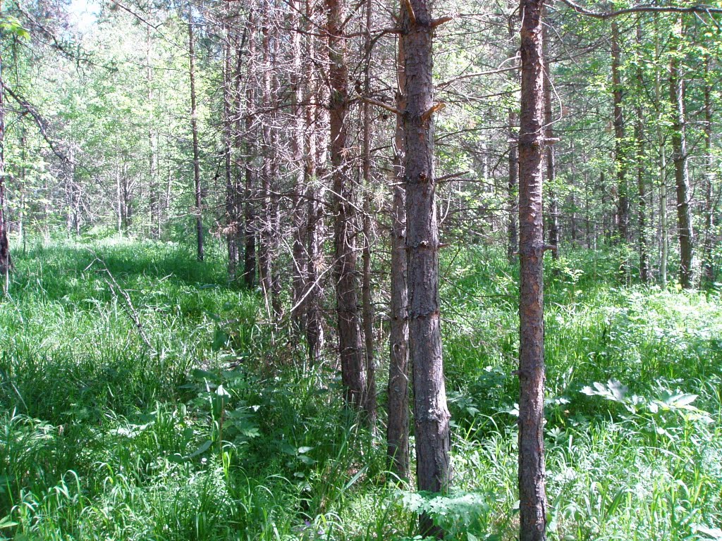 Лес