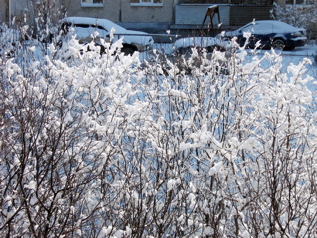 Первомайская пурга. Кусты и альпийские снега. Snowstorm on May 2, 2009. Alpine snow and bushes