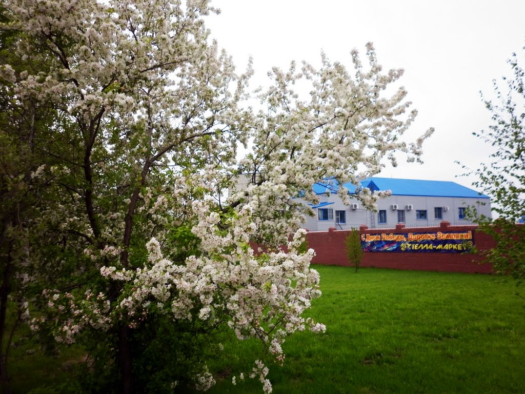 Blossoming apple-tree, near Open Company "Stella-market"