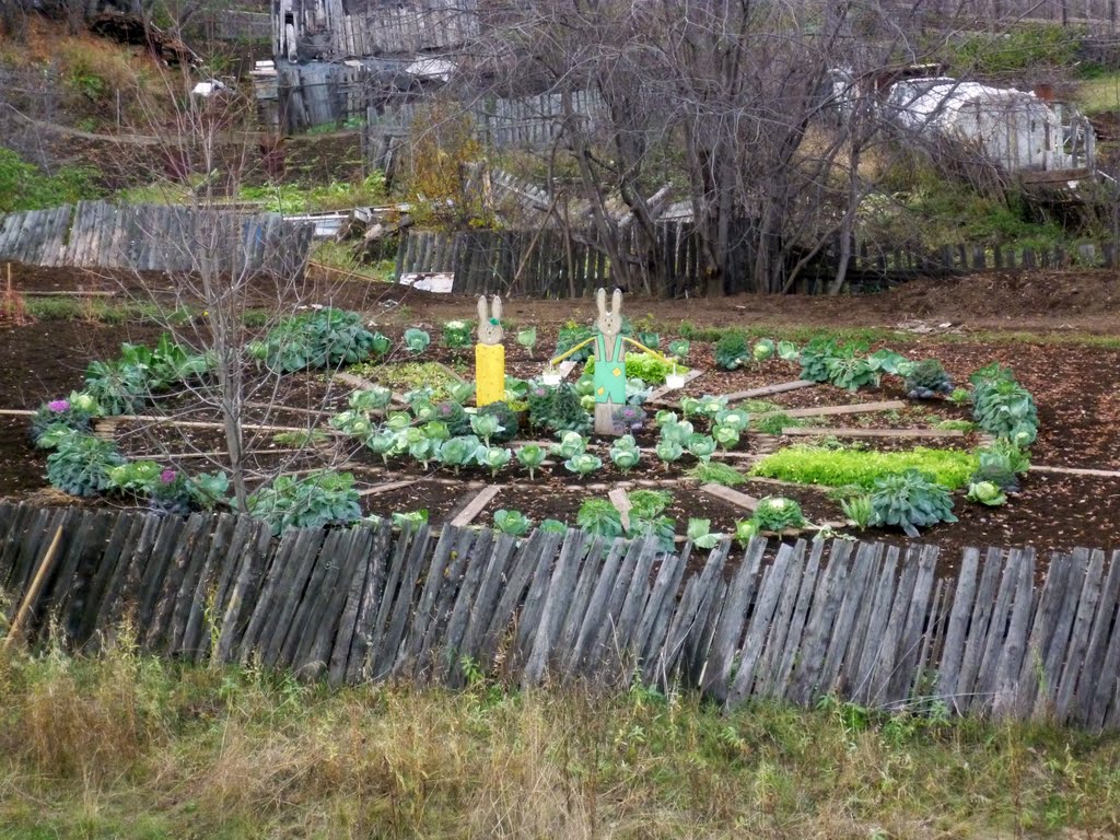 Капуста в огороде