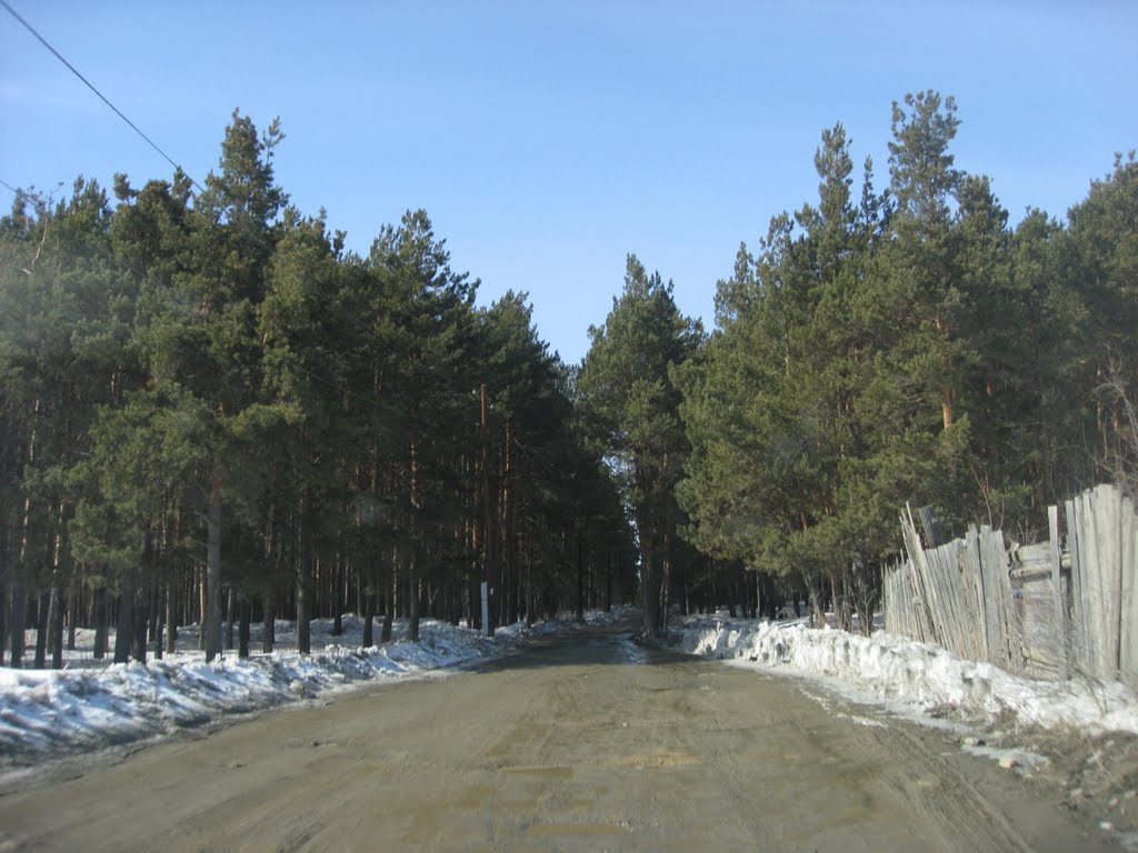 Дорога в лес
