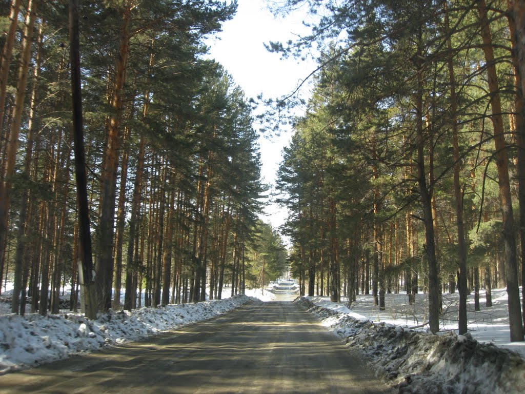 Лесная дорога