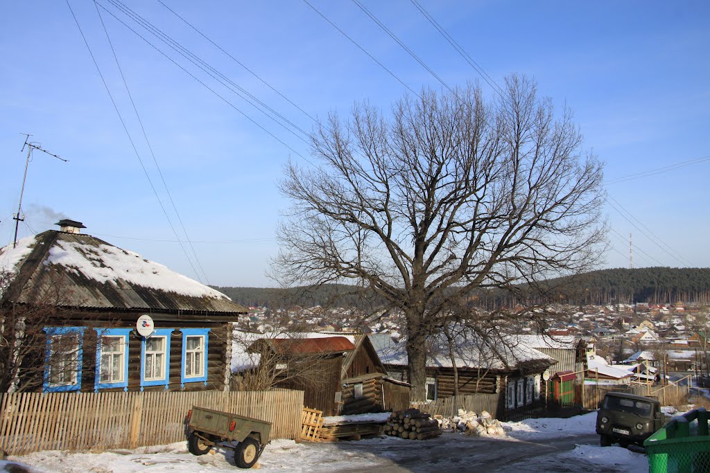 Сысертский дуб