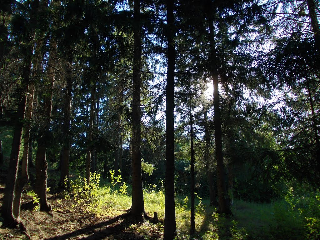 Лес, Тугулымский район