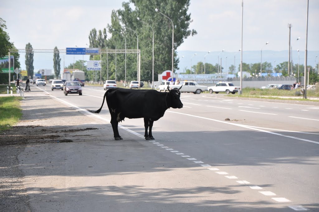 Корова