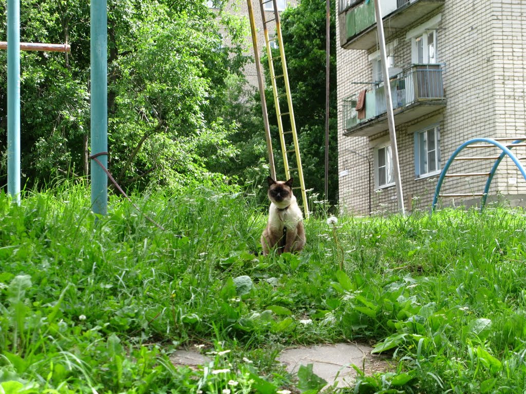 На прогулке
