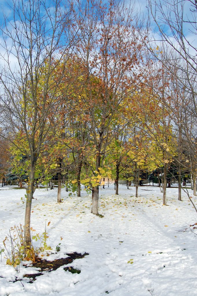 First snow - Gagarin, Smolenskaya reg.