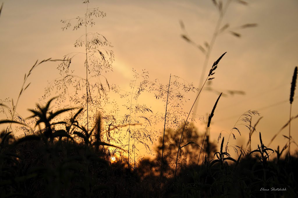The sunset in the grass