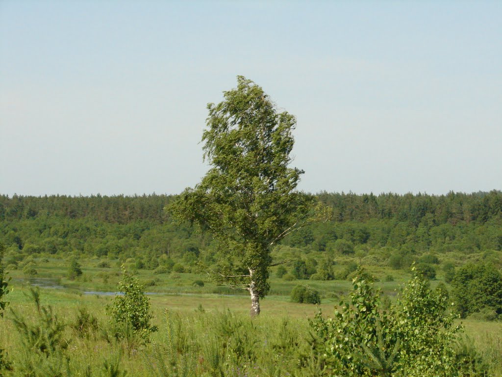 Сосонки