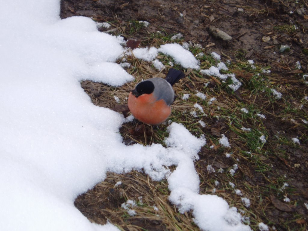 A farewell to winter