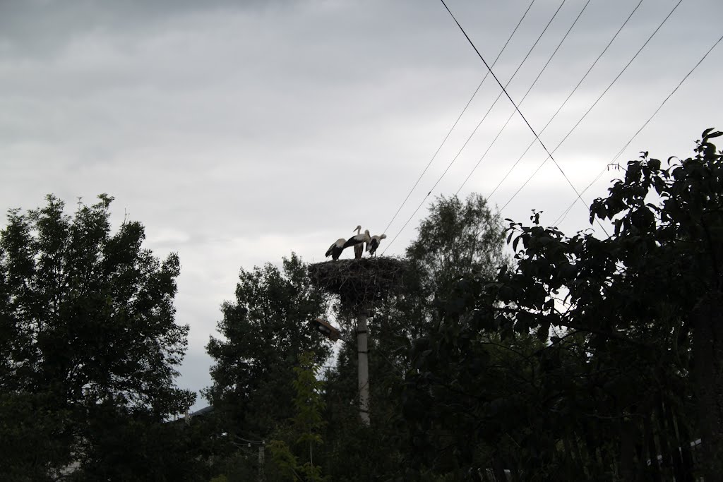 Khislavichi. Storks nest