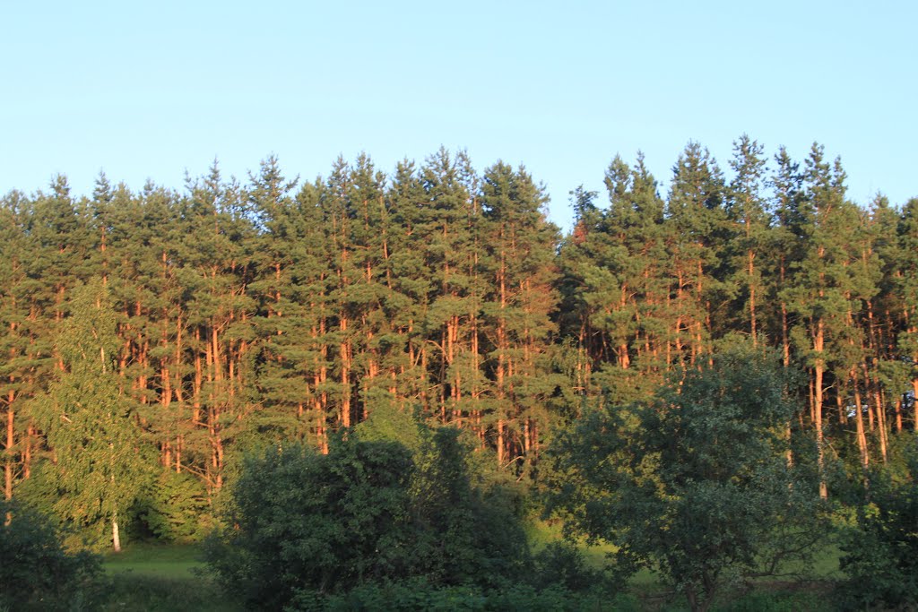 Khislavichi. Small pine forest.