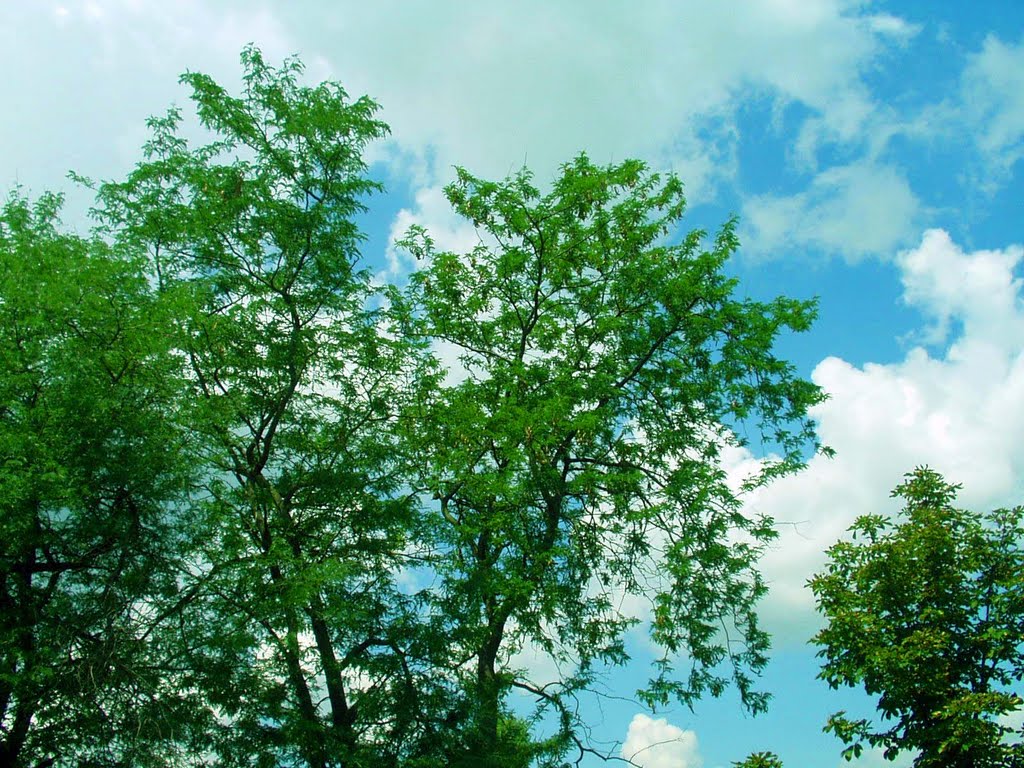 trees and sky