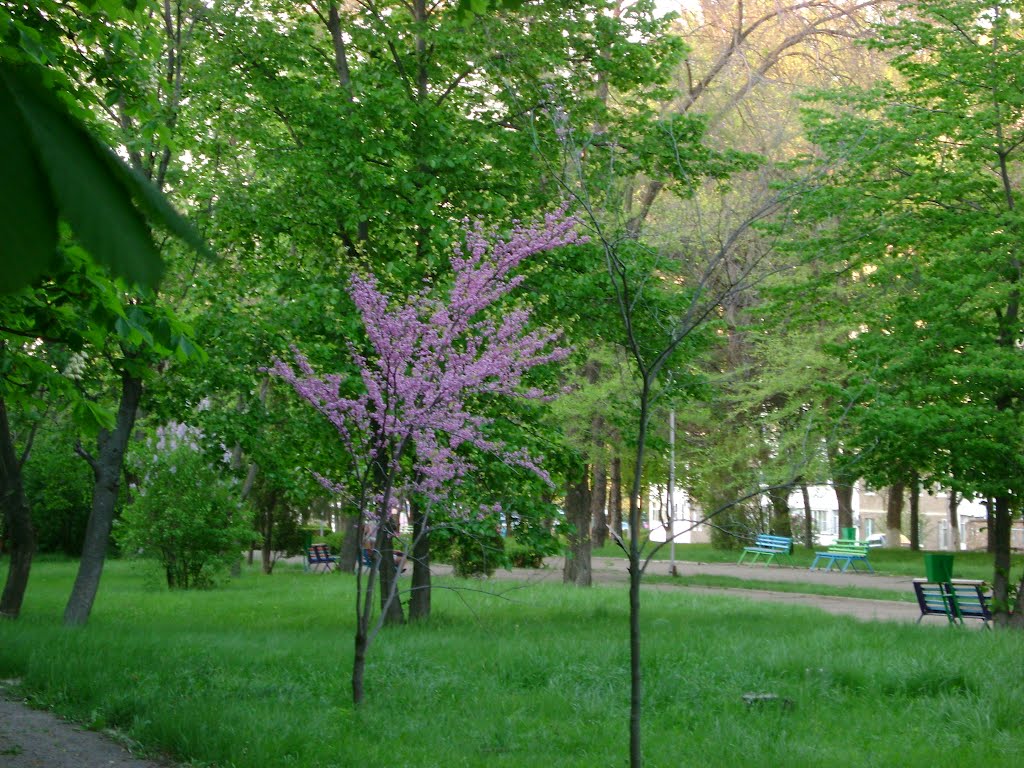 Сакура.