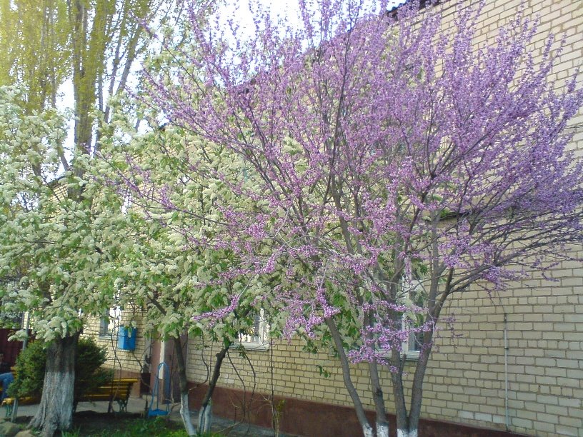 ВЕСНА 2008