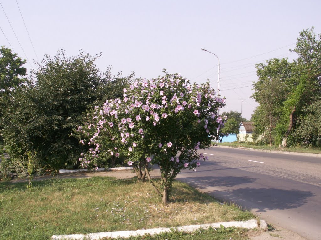 В г. Изобильном. фото Кудрявец Н.К. 2006 г.