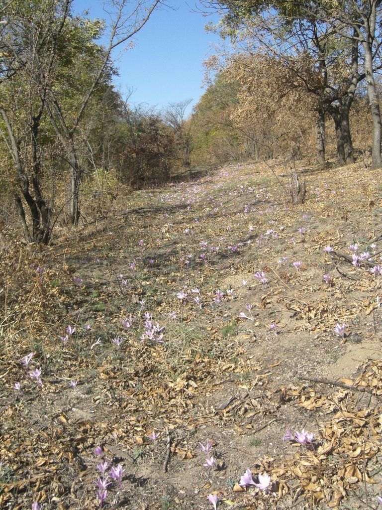 Дорога к вершине