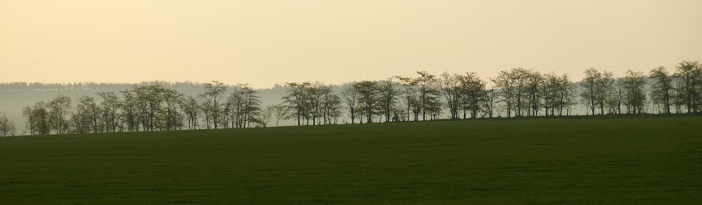 Spitsevka