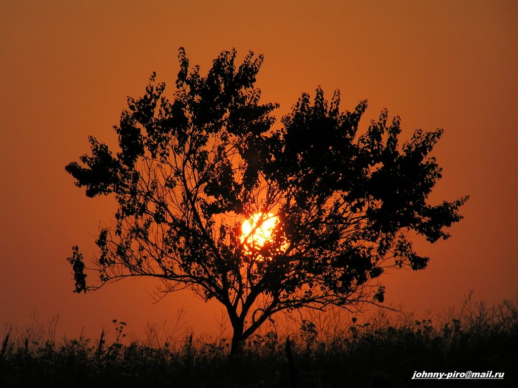 абрикоса на закате.Apricot on a sunset