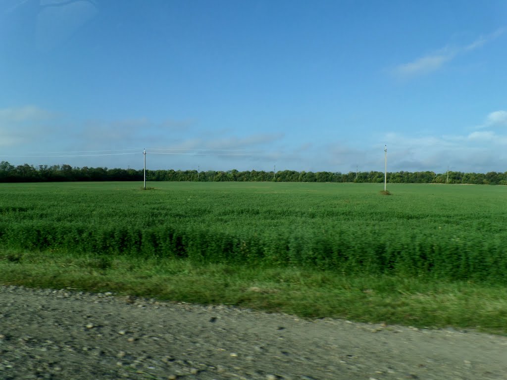 Поле люцерны (?). Утро 14/9/2013.
