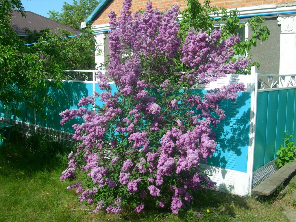 Весна в Красногвардейском