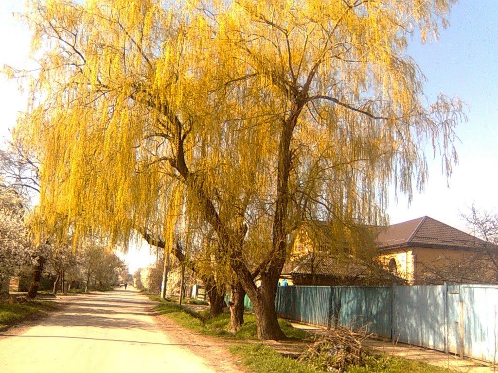 Плакучая Ива. weeping willow